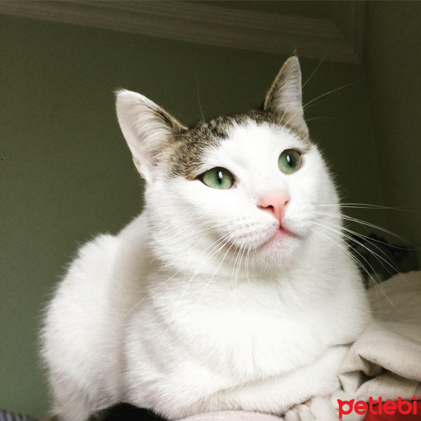 Tekir Kedi, Kedi  Pamuk fotoğrafı