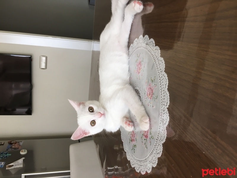 Van Kedisi, Kedi  Misa fotoğrafı