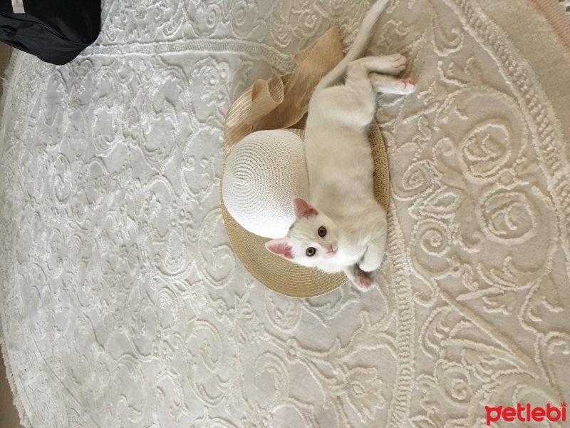 Van Kedisi, Kedi  Misa fotoğrafı