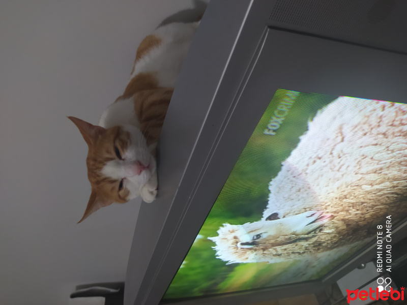 Tekir Kedi, Kedi  Minnos&Pançita fotoğrafı