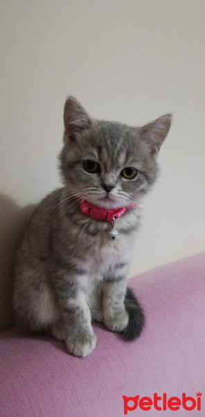 British Shorthair, Kedi  Mia fotoğrafı