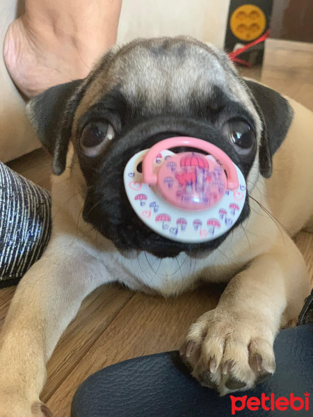 Pug, Köpek  Mexx fotoğrafı