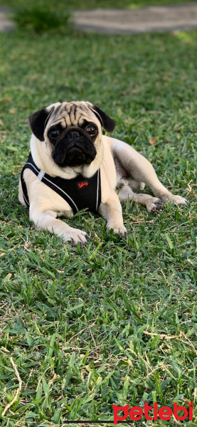 Pug, Köpek  Mexx fotoğrafı
