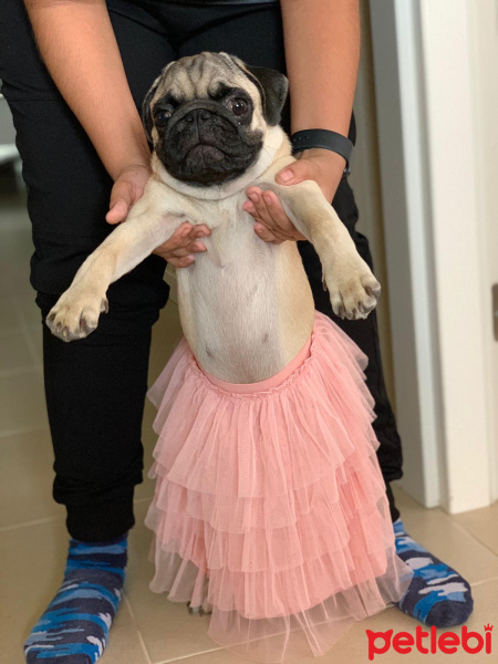 Pug, Köpek  Mexx fotoğrafı