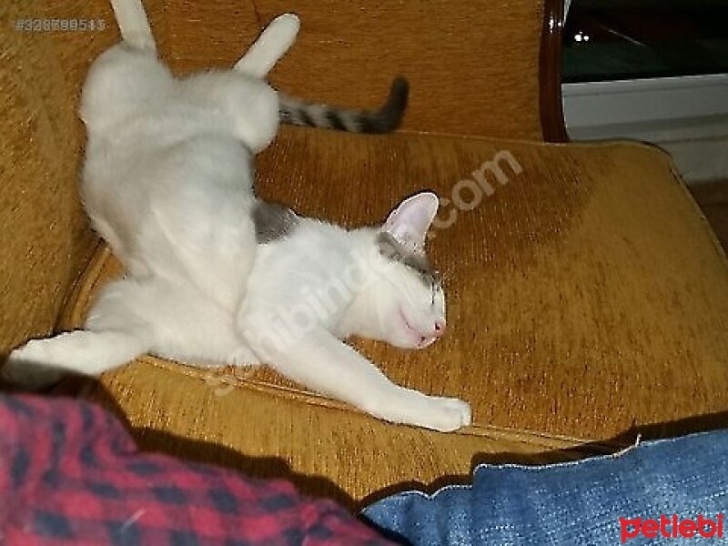 Tekir Kedi, Kedi  Minnoş fotoğrafı