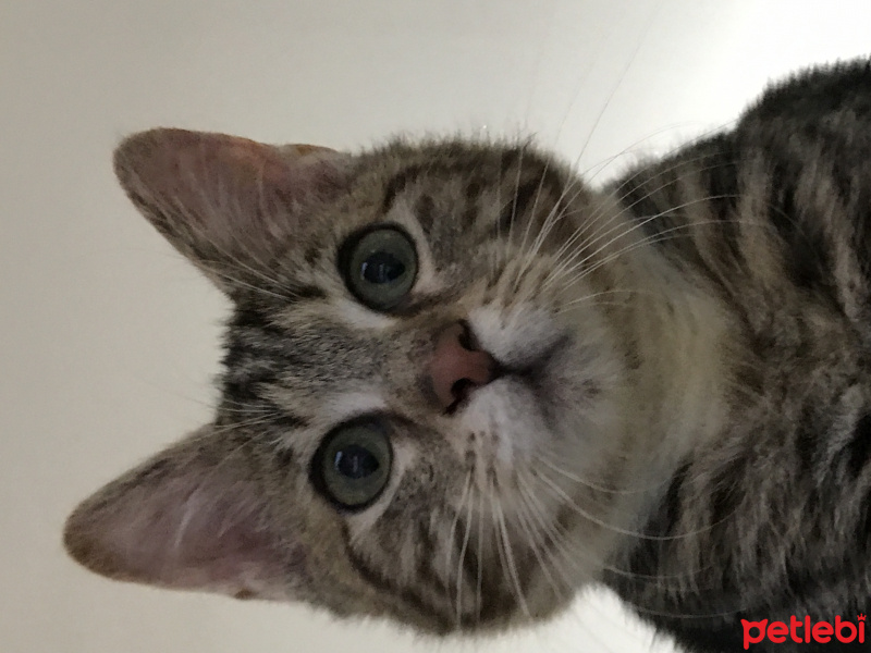 Tekir Kedi, Kedi  Şakir fotoğrafı