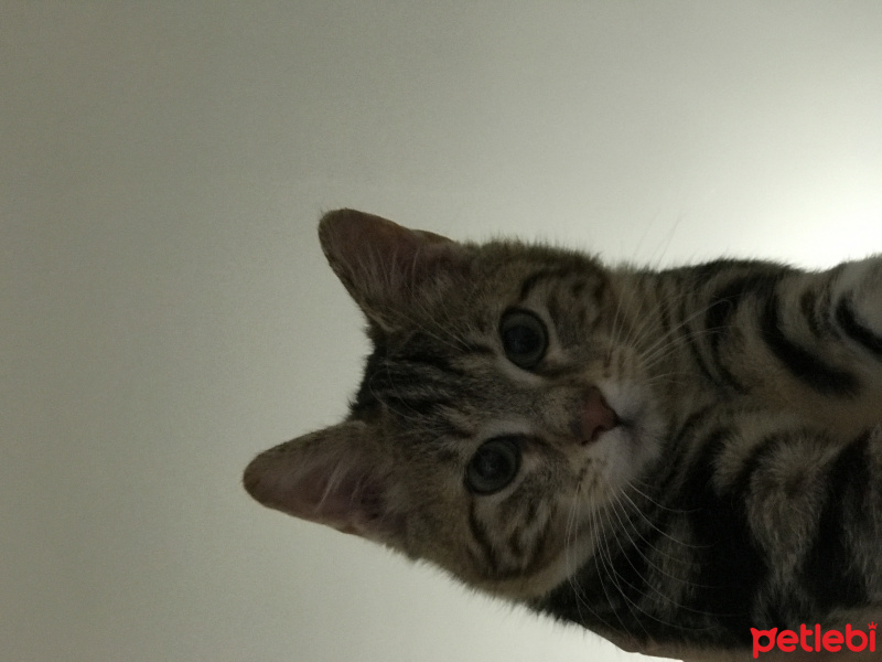 Tekir Kedi, Kedi  Şakir fotoğrafı
