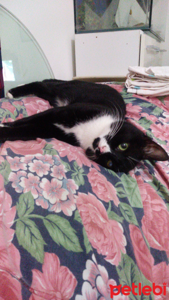 Tuxedo (Smokin) Kedi, Kedi  GECE fotoğrafı