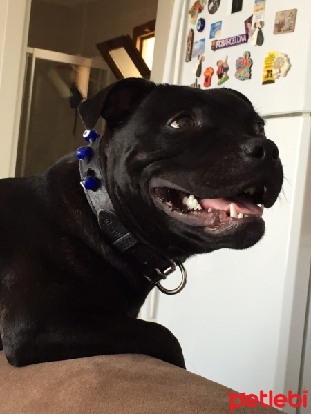 Staffordshire Bull Terrier, Köpek  Darkstar fotoğrafı