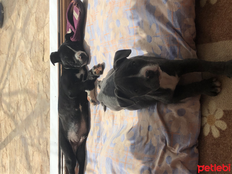 Amerikan Staffordshire Terrier, Köpek  Zeus fotoğrafı
