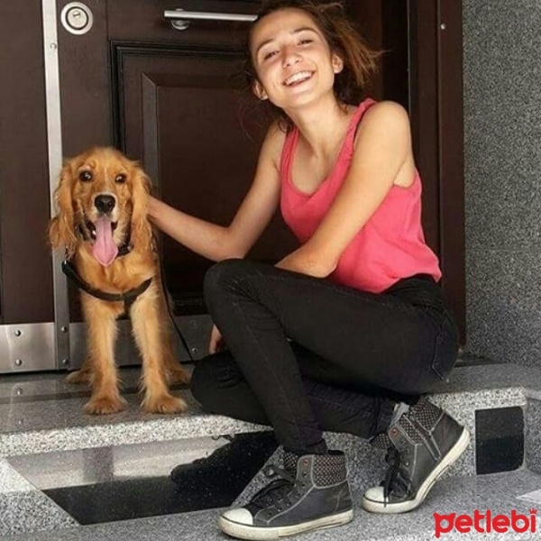 İngiliz Cocker Spaniel, Köpek  Joker fotoğrafı