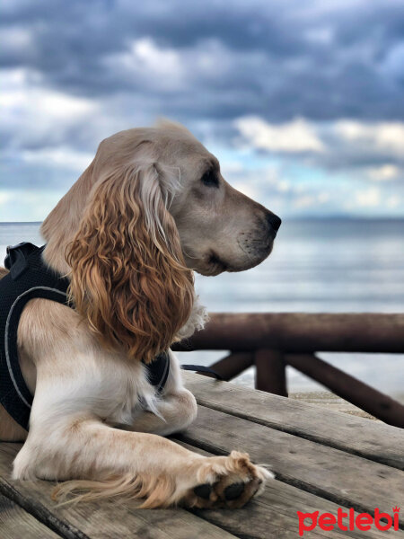 Amerikan Cocker Spaniel, Köpek  Chivas fotoğrafı