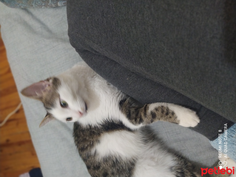 Tekir Kedi, Kedi  Aşil fotoğrafı