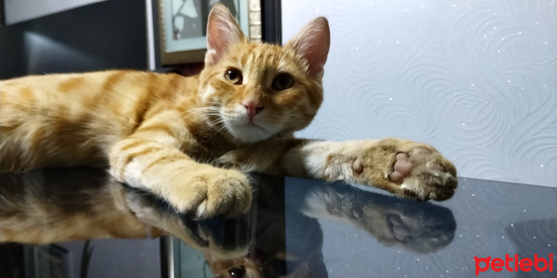 Sarman, Kedi  Saruhan fotoğrafı