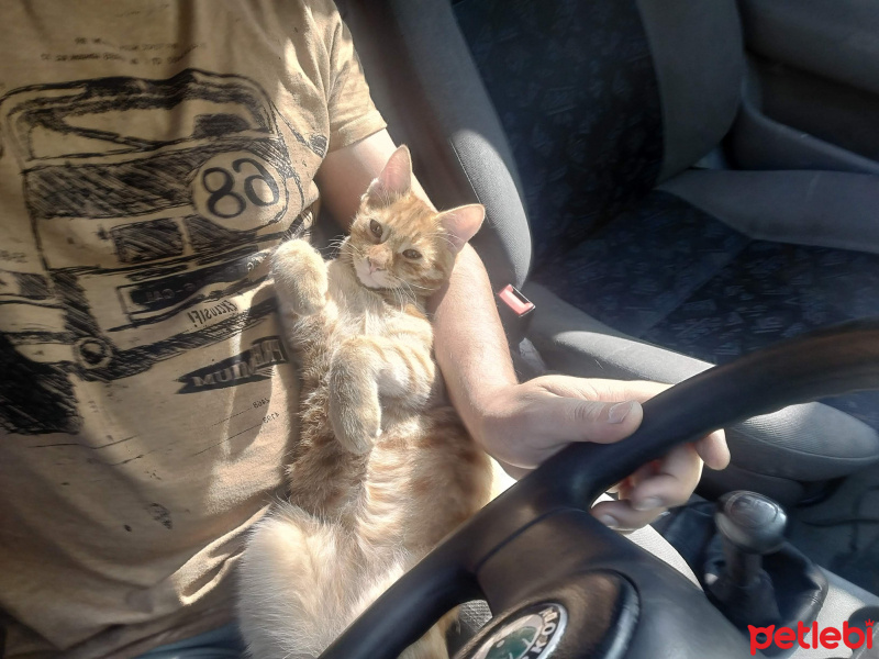 Sarman, Kedi  Saruhan fotoğrafı