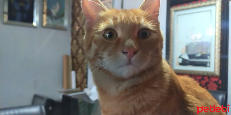 Sarman, Kedi  Saruhan fotoğrafı