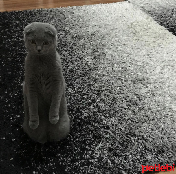 Scottish Fold, Kedi  Bal fotoğrafı