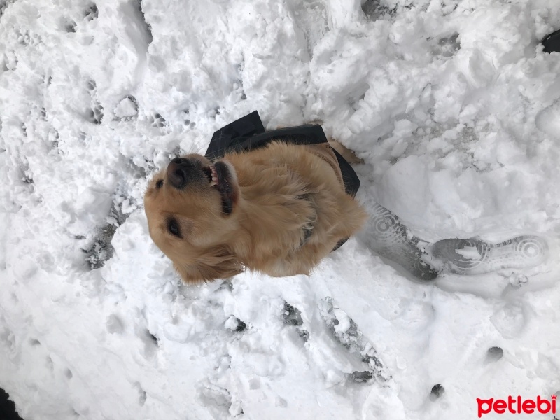 Golden Retriever, Köpek  Daisy fotoğrafı
