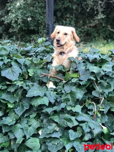 Golden Retriever, Köpek  Daisy fotoğrafı