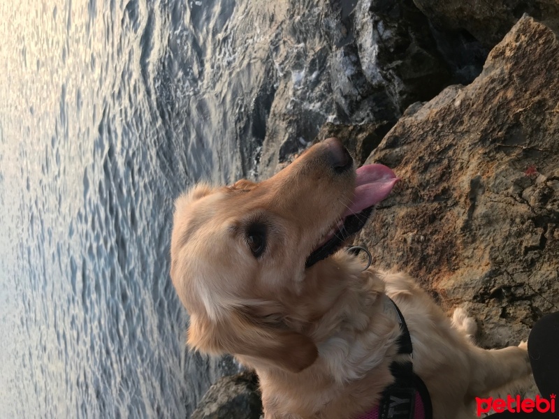 Golden Retriever, Köpek  Daisy fotoğrafı