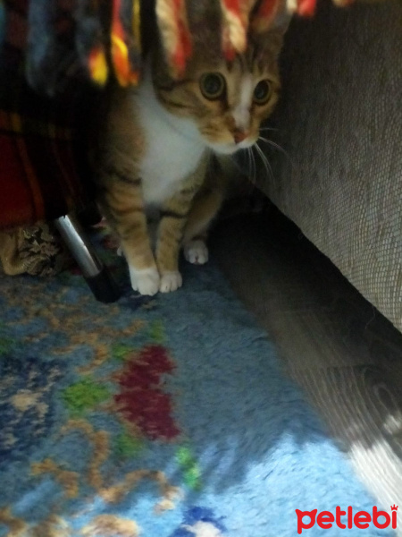 Tekir Kedi, Kedi  10 aylık dişi tekir kedimiz kimyon'a yuva arıyoruz fotoğrafı