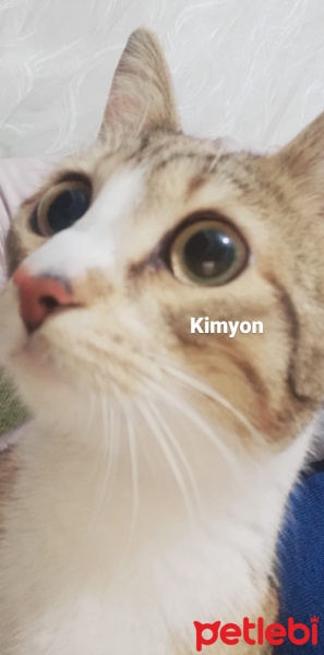 Tekir Kedi, Kedi  10 aylık dişi tekir kedimiz kimyon'a yuva arıyoruz fotoğrafı