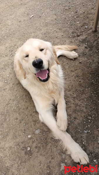Golden Retriever, Köpek  Püskül fotoğrafı