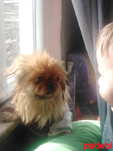Pekingese, Köpek  Tarçın fotoğrafı