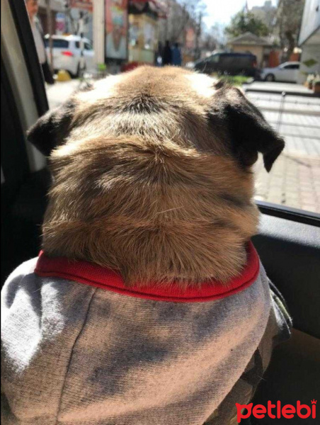 Pug, Köpek  Çiko fotoğrafı