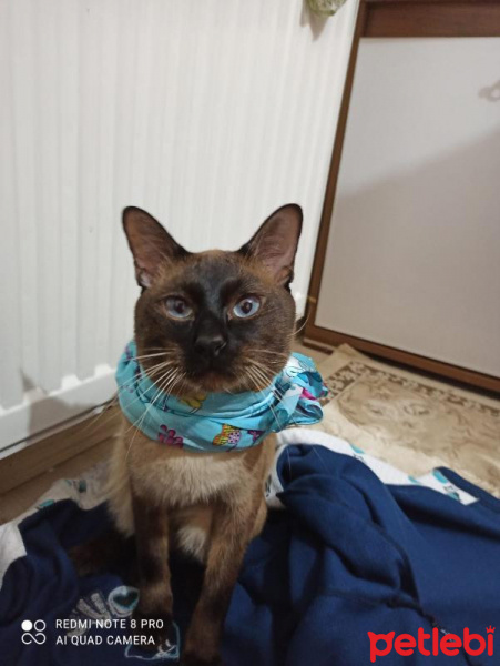 Siyam Kedisi, Kedi  Toprak fotoğrafı