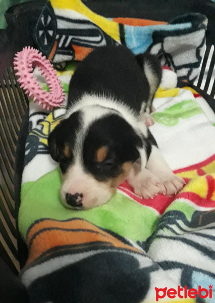 Beagle, Köpek  Zeus fotoğrafı