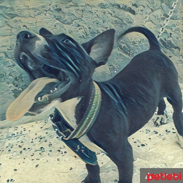 Amerikan Pitbull Terrier, Köpek  Keş fotoğrafı