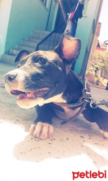 Amerikan Pitbull Terrier, Köpek  Keş fotoğrafı