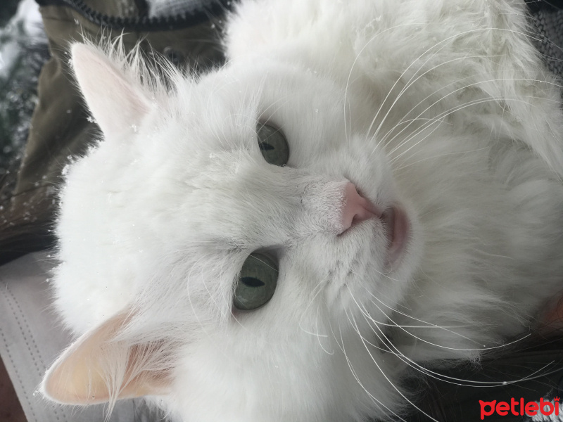 Ankara Kedisi, Kedi  Hamur fotoğrafı