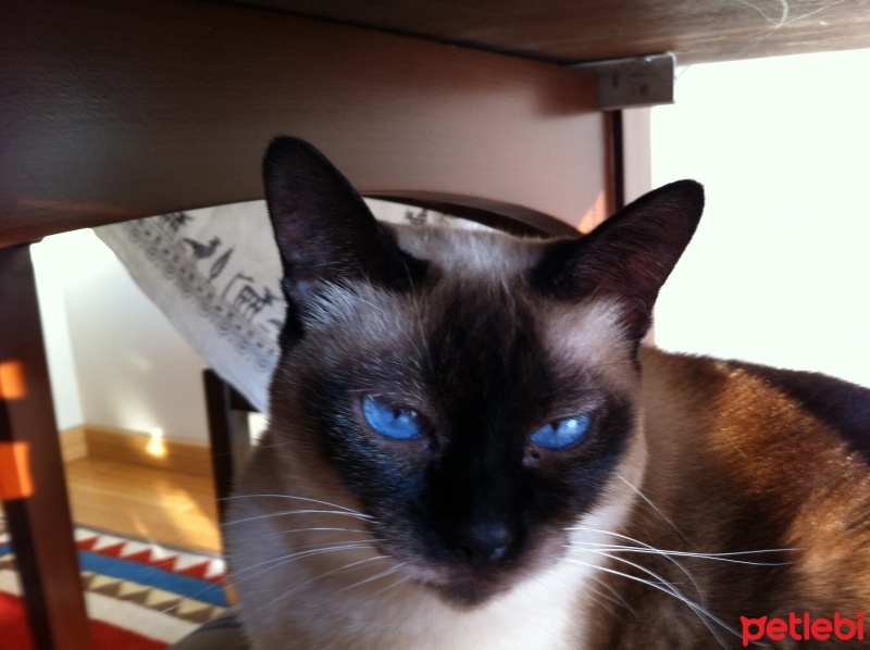 Siyam Kedisi, Kedi  Mesafe fotoğrafı