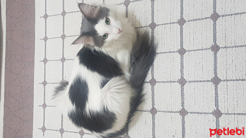 Ankara Kedisi, Kedi  Tekila fotoğrafı