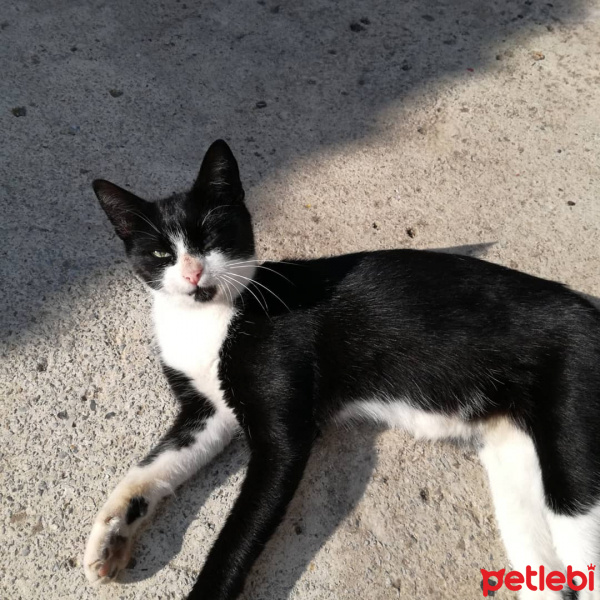 Tuxedo (Smokin) Kedi, Kedi  TANAŞİRİ fotoğrafı