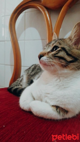 Tekir Kedi, Kedi  Merkel fotoğrafı