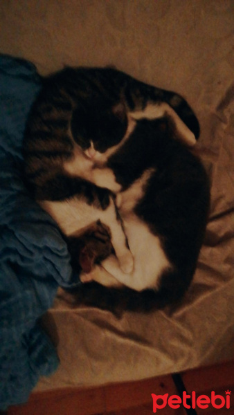 Tekir Kedi, Kedi  Merkel fotoğrafı