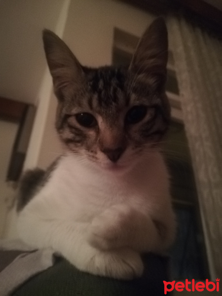 Tekir Kedi, Kedi  Merkel fotoğrafı