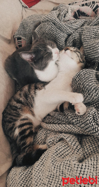 Tekir Kedi, Kedi  Merkel fotoğrafı