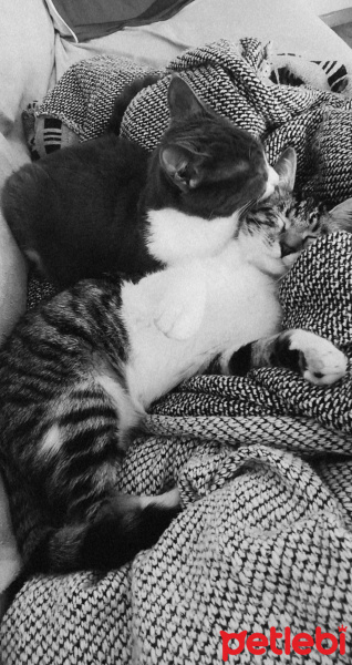 Tekir Kedi, Kedi  Merkel fotoğrafı