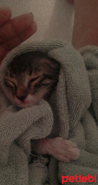 Tekir Kedi, Kedi  Merkel fotoğrafı