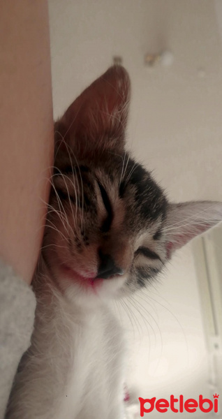 Tekir Kedi, Kedi  Merkel fotoğrafı