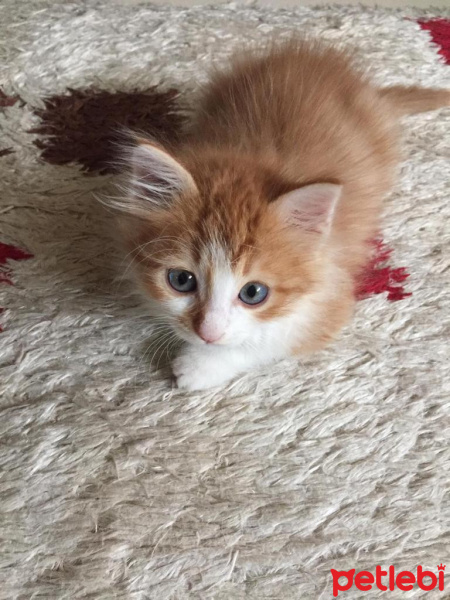 Sarman, Kedi  Mars fotoğrafı