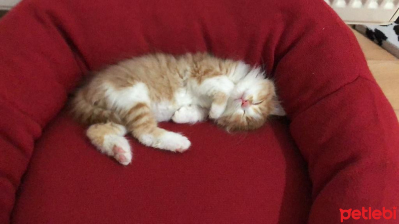 Sarman, Kedi  Mars fotoğrafı