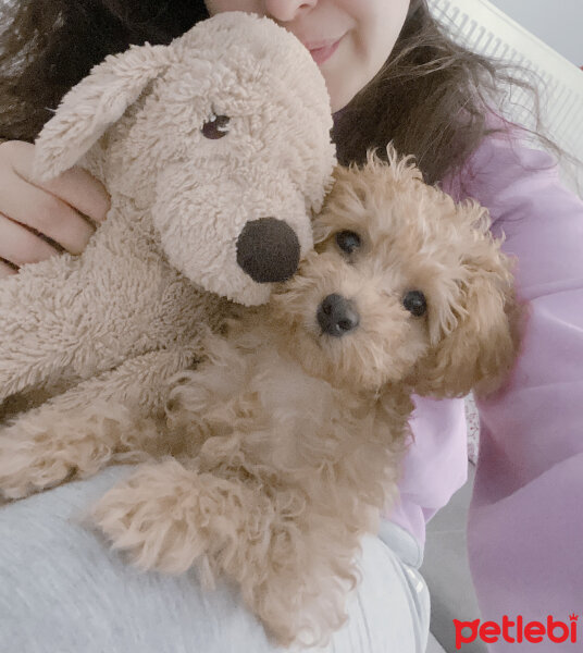 Poodle (Minyatür Kaniş), Köpek  Mia fotoğrafı