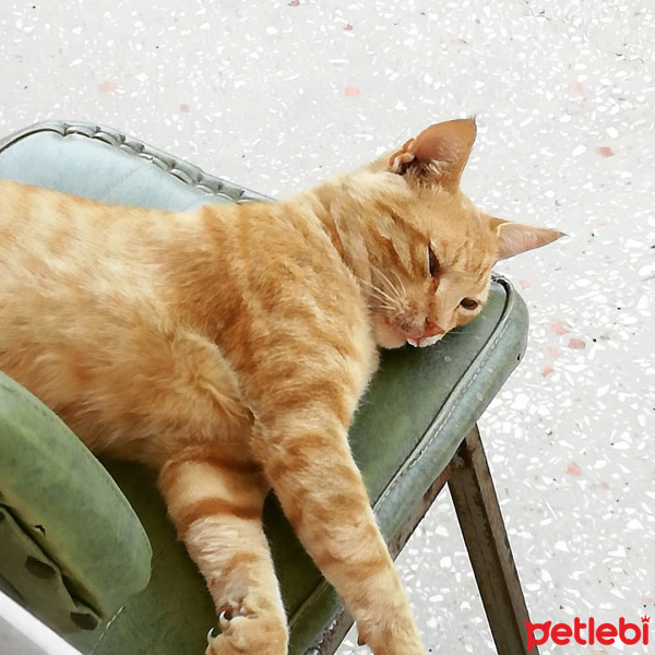 Sarman, Kedi  TORAMAN fotoğrafı