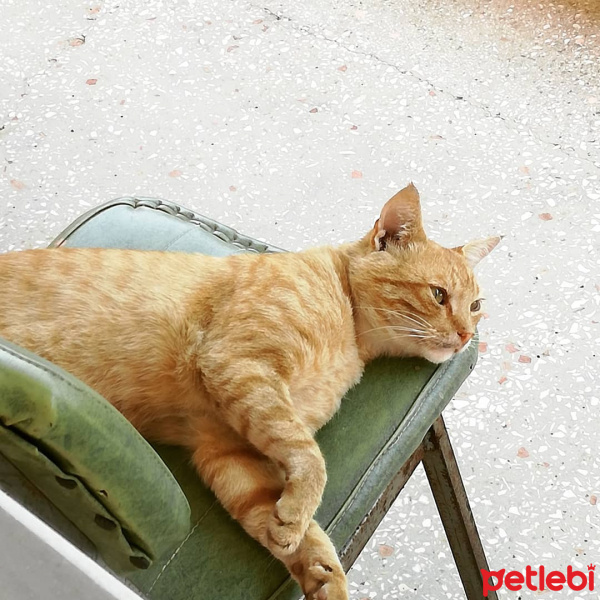 Sarman, Kedi  TORAMAN fotoğrafı