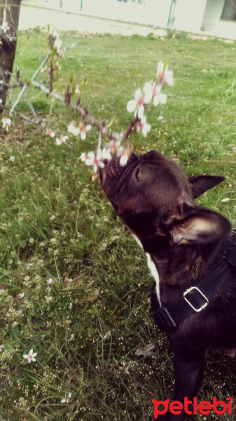 Fransız Bulldog, Köpek  Hera fotoğrafı